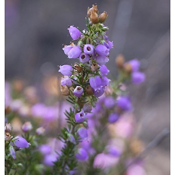 10x Grauheide Cevennes - Erica cinerea günstig online kaufen