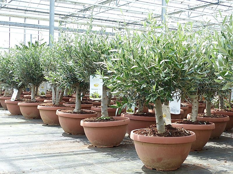 gruenwaren jakubik Olivenbaum günstig online kaufen