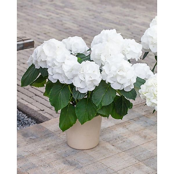 Hydrangea Macrophylla Bauernhortensie Schneeball 30-40 cm günstig online kaufen