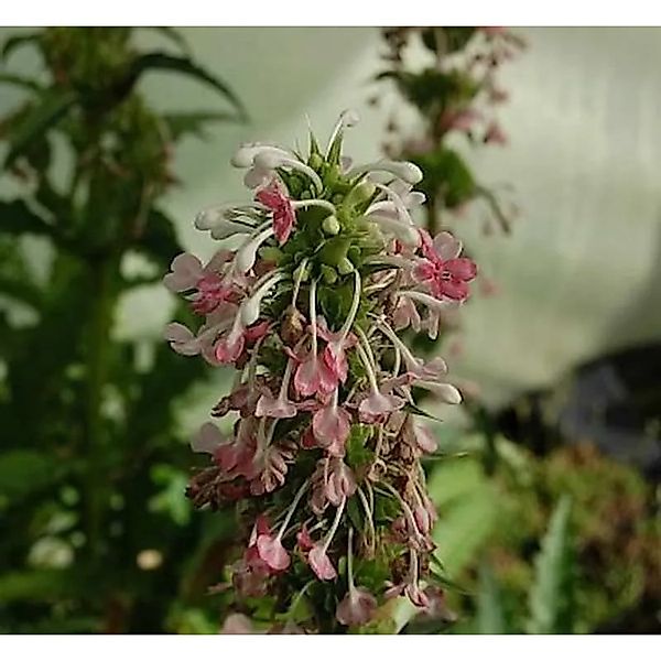 Steppendistel - Morina,ongifolia günstig online kaufen