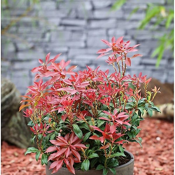 Schattenglöckchen Lavendelheide Valley Fire 30-40cm - Pieris japonica günstig online kaufen