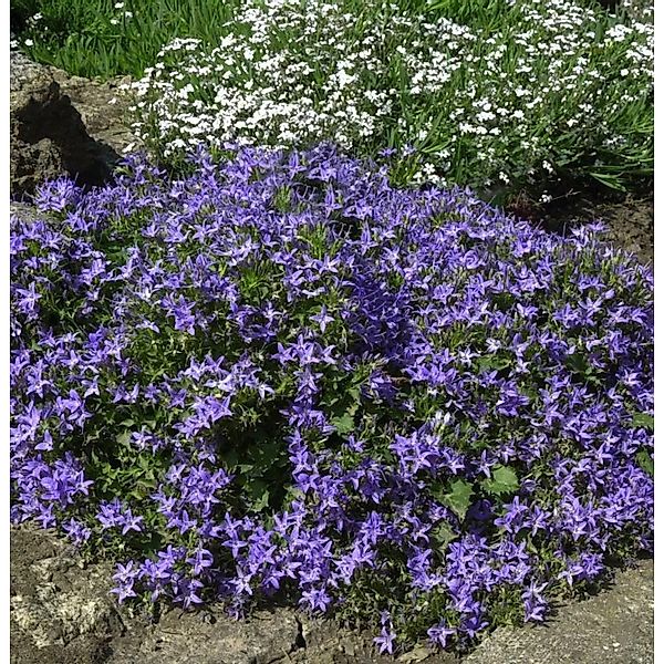 Monte Gargano Glockenblume - Campanula garganica günstig online kaufen