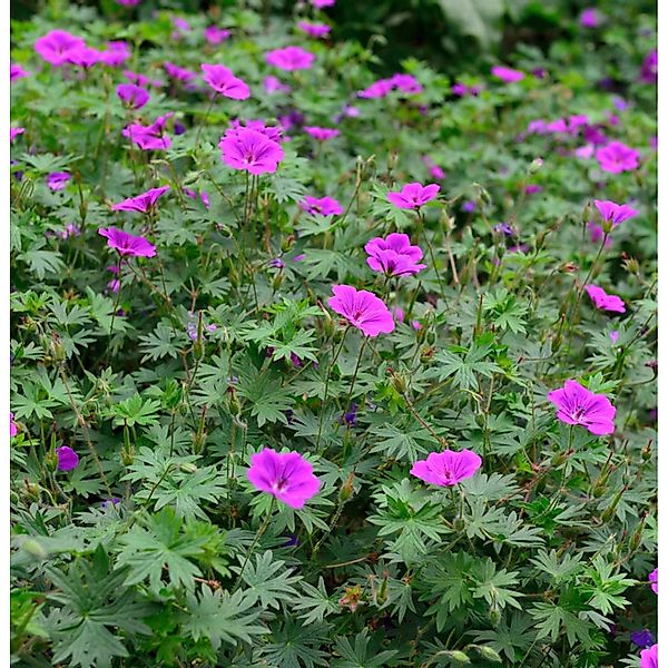 Storchenschnabel Laurence Flatman - Geranium cinereum günstig online kaufen