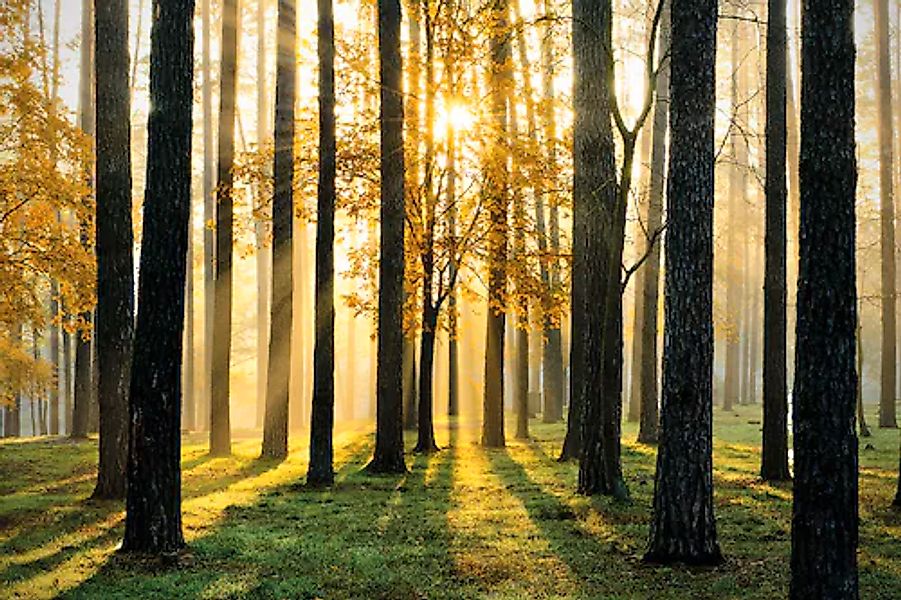 Papermoon Fototapete »Sunny Forest« glatt günstig online kaufen