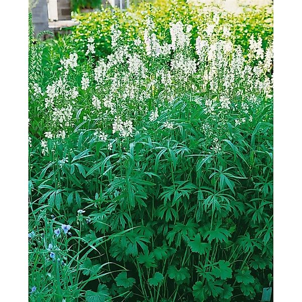Sidalcea Candida Weiße Prachtscharte Ca. 9x9 cm Topf günstig online kaufen