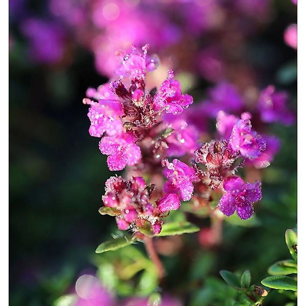 Zitronenquendel Atropurpurea - Thymus serpyllum günstig online kaufen