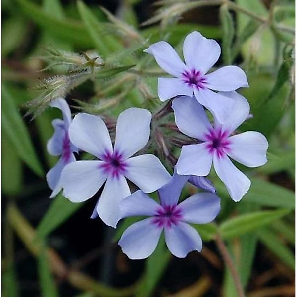 Niedrige Flammenblume Chattahoochee - Phlox divaricata günstig online kaufen