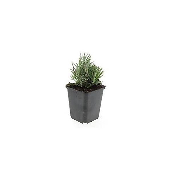 Exotenherz Lavendel Pflanze Lavandula Angustifolia Dwarf Blue Echter Lavend günstig online kaufen
