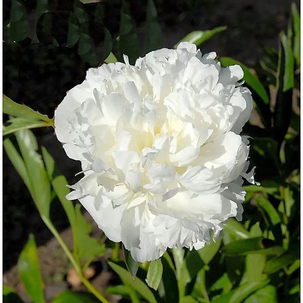 Edelpfingstrose Avalanche - Paeonia,actiflora günstig online kaufen