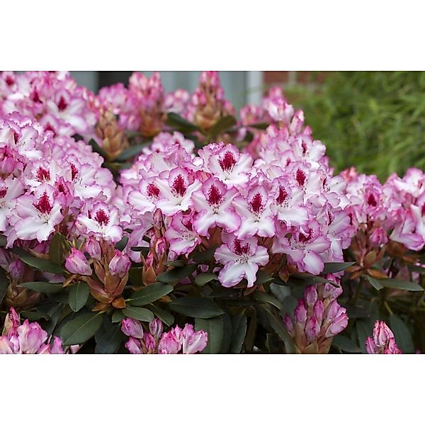 Rhododendron Hybr. Hachmanns Charmant Rosa Blüten 80–90 cm günstig online kaufen