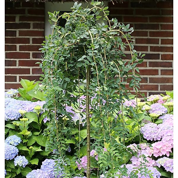 Hochstamm Hängener Erbsenstrauch 100-125cm - Caragana arborescens Pendula günstig online kaufen