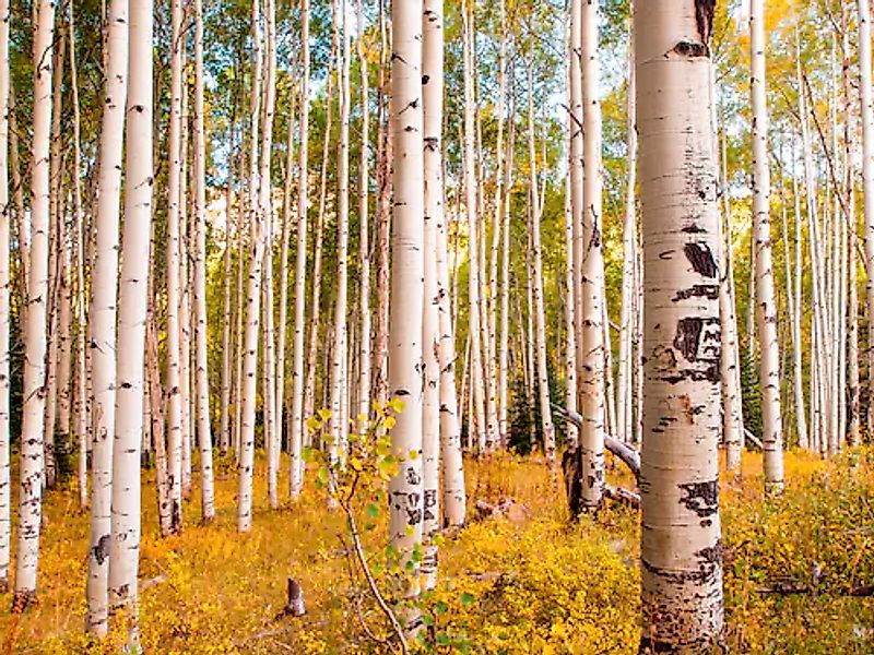 Papermoon Fototapete »Birches in Colorado Rocky Mountains« glatt günstig online kaufen