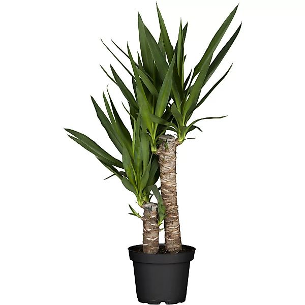 Palmlilie 2er Stamm Topf-Ø ca. 17 cm günstig online kaufen