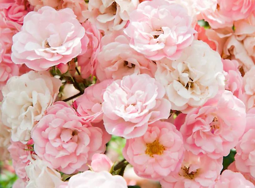 Papermoon Fototapete »Pink Roses« günstig online kaufen
