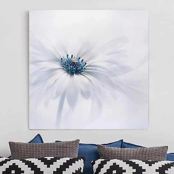 Leinwandbild Blumen - Quadrat Gänseblümchen in Blau günstig online kaufen