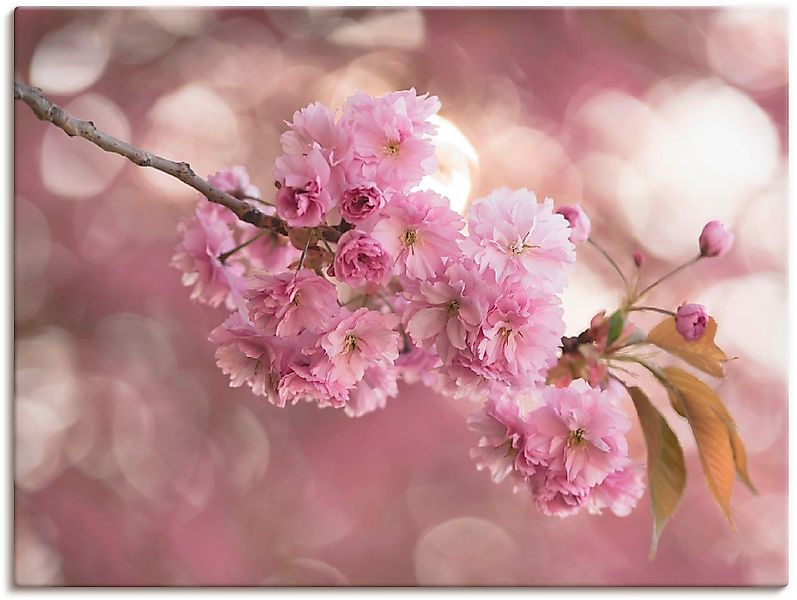 Artland Wandbild Japanische Kirschblüte in Love günstig online kaufen