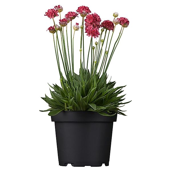 Strand-Grasnelke Rot Topf-Ø ca. 9 cm x 9 cm Armeria günstig online kaufen