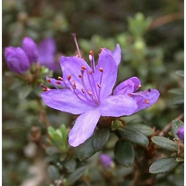 Wildform Rhododendron Blue Silver 40-50cm - Rhododendron hippophaeoides günstig online kaufen