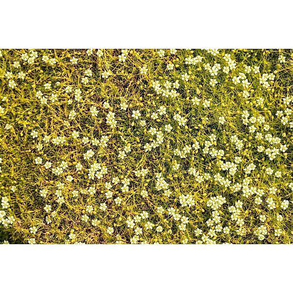 Sagina Subulata Aurea Moos-Steinbrech Goldgrün Ca. 9x9 cm Topf günstig online kaufen