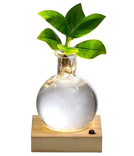 Dehner Zimmerpflanze Waterplant Balsamapfel Princess, Clusia rosea, Ø 7 cm, günstig online kaufen