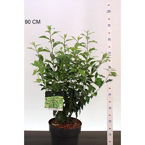 Pflanzen-Boering 10 Prunus Lusitanica Angustifolia Höhe 60-80 cm Lorbeerkir günstig online kaufen