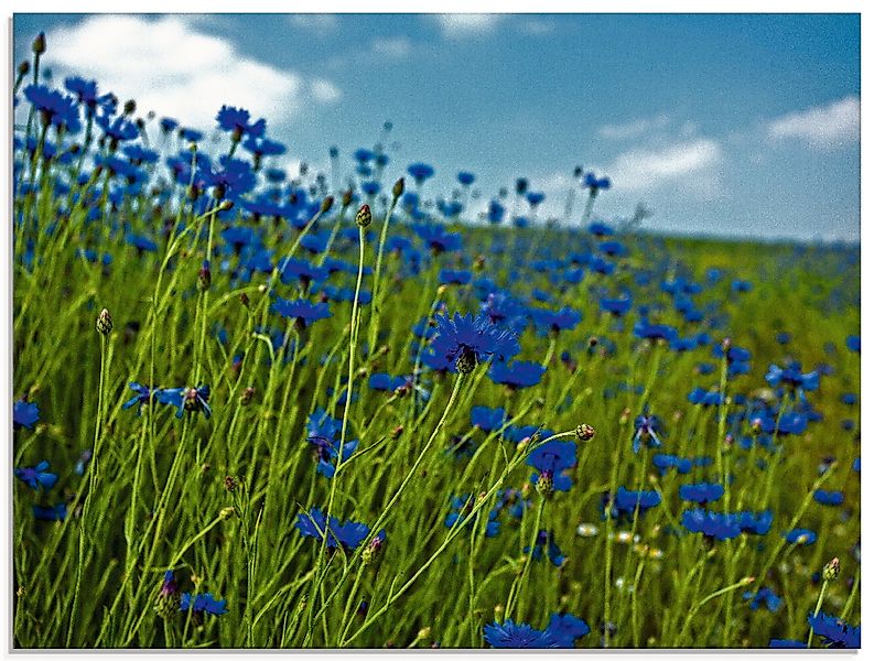 Artland Glasbild "Kornblumenwiese", Blumenwiese, (1 St.), in verschiedenen günstig online kaufen