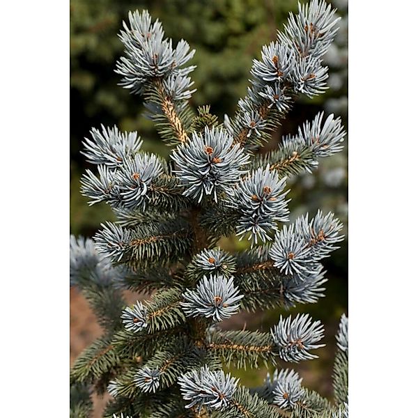 Picea Pungens Oldenburg Blaufichte 275–300 cm günstig online kaufen