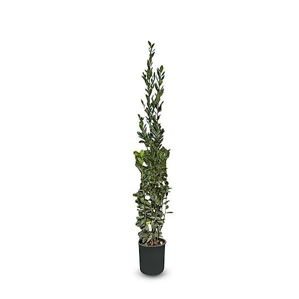 Sunny-Tree Laurus Nobilis Echter Lorbeer Strauch Immergrün 160cm Winterhart günstig online kaufen