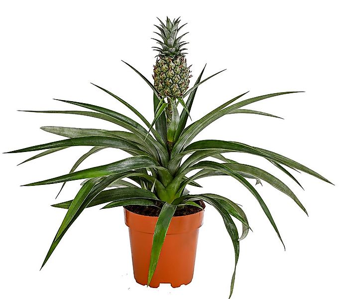 Dehner Zimmerpflanze Ananas, essbare Frucht, ca. 30-40 cm, Ø Topf 12 cm, pf günstig online kaufen
