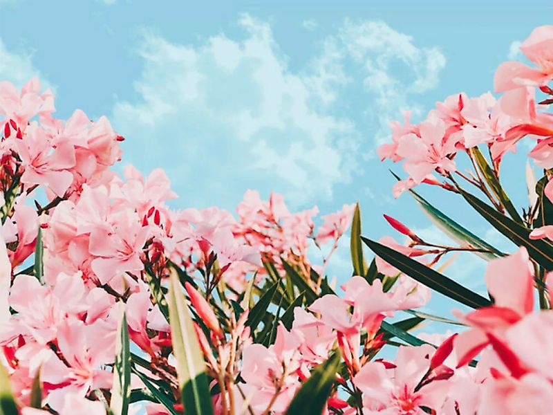 Poster / Leinwandbild - Blush Blossom Ii günstig online kaufen