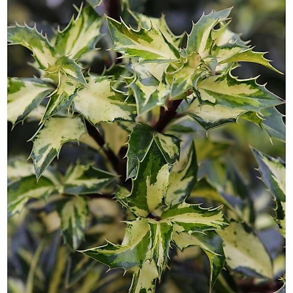 Alaska Stechpalme Ilex White Cream 80-100cm - Ilex aquifolium günstig online kaufen