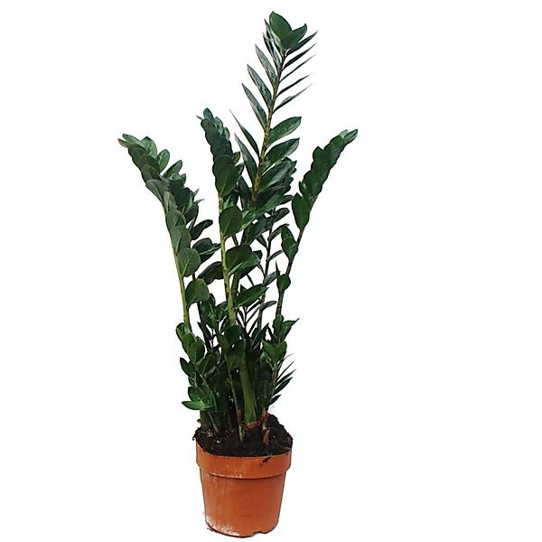 Exotenherz Zamioculcas Zamiifolia Glücksfeder 17cm Topf günstig online kaufen