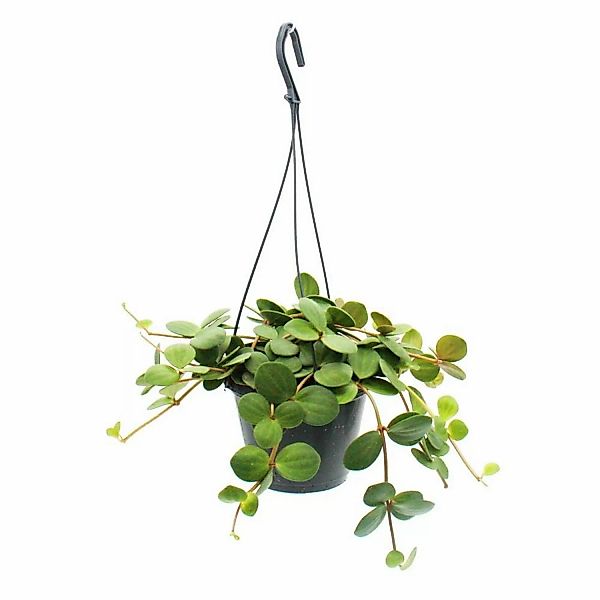 Exotenherz Zimmerpflanze zum Hängen Peperomia Tetraphylla Hängender Zwergpf günstig online kaufen