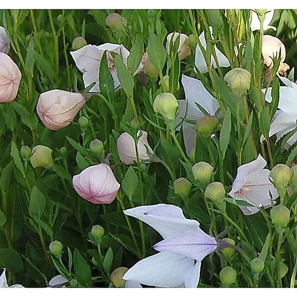 Ballonblume Fuji Pink - Platycodon grandiflorus günstig online kaufen