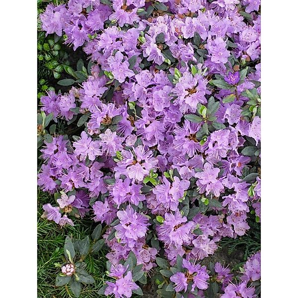 Rhododendron Impeditum Ramapo Kompakt Lila Blüten 40–50 cm günstig online kaufen
