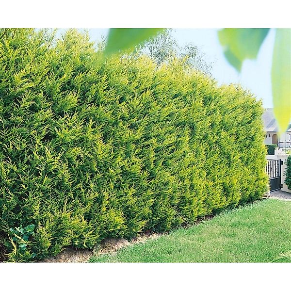Cupressocyparis leylandii 'Castlewellan Gold' 40-60 cm günstig online kaufen