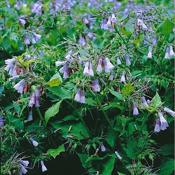 Symphytum Grandiflorum Blaue Glocken Großblütiger Beinwell Ca. 9x9 cm Topf günstig online kaufen