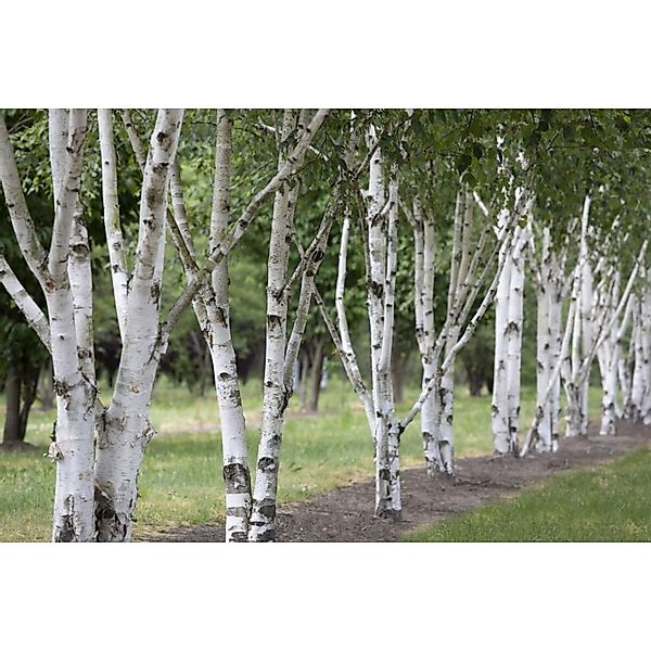 Betula Utilis Himalaya-Birke 100–150 cm günstig online kaufen