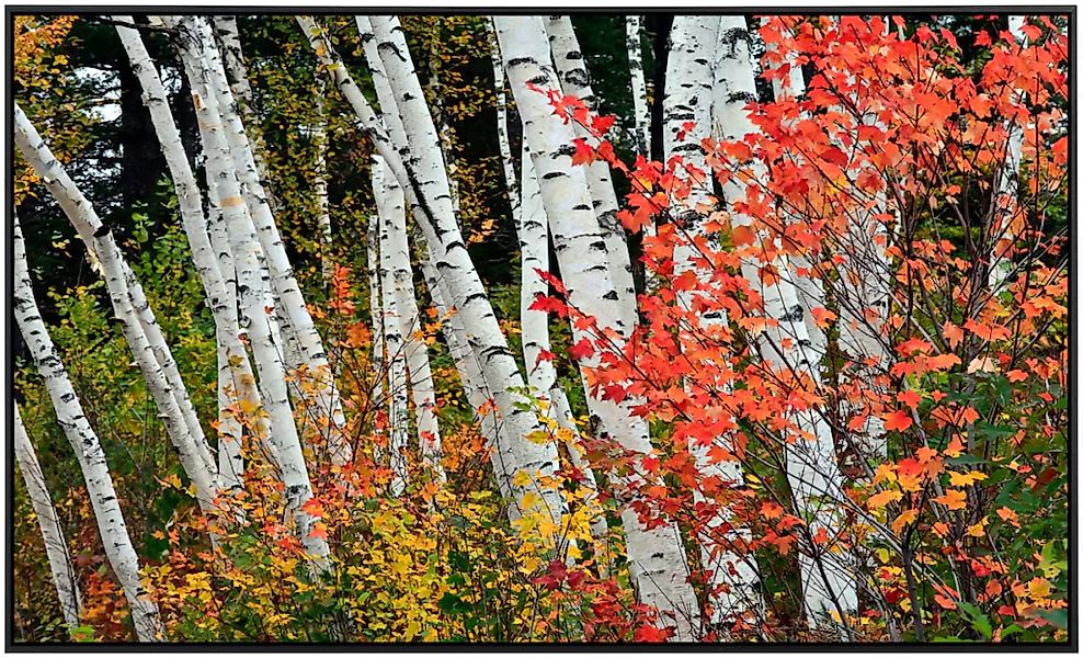Papermoon Infrarotheizung »Herbst Birkenwald«, sehr angenehme Strahlungswär günstig online kaufen