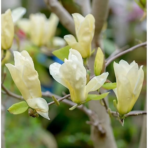 Magnolie Petit Chicon 60-80cm - Magnolia günstig online kaufen