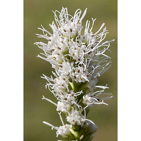 Liatris Spicata Alba Prachtscharte Ca. 9x9 cm Topf günstig online kaufen