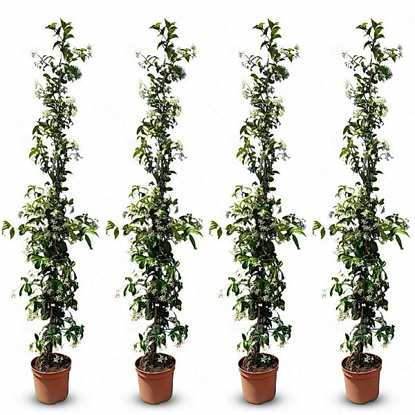 Sunny-Tree Toskanischer Jasmin 4 Stück Kletterpflanze und Außenpflanze  Wid günstig online kaufen