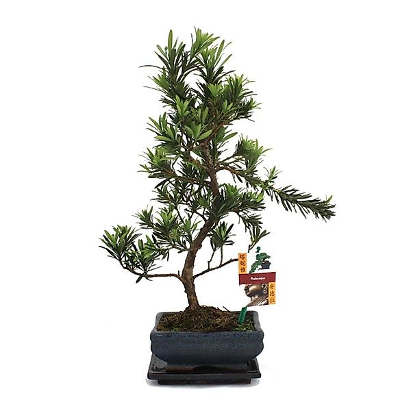 Exotenherz Zimmerpflanze Bonsai Steineibe - Podocarpus macrophyllus - ca. 6 günstig online kaufen