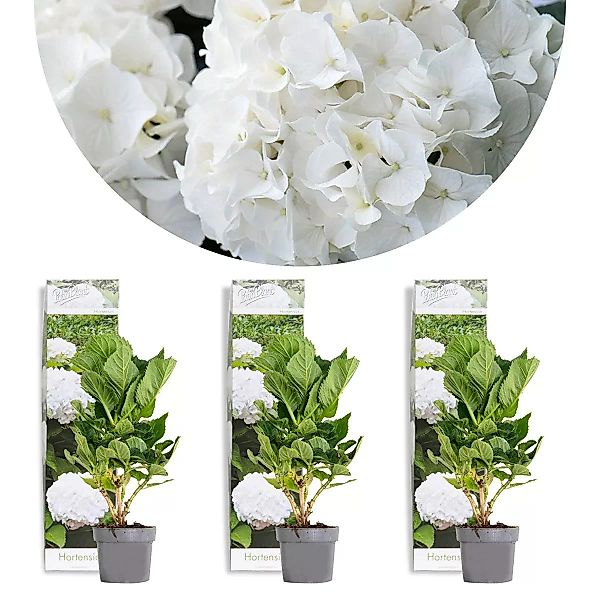 Casa Caron | Set aus 3 Hydrangea macrophylla Wudu günstig online kaufen