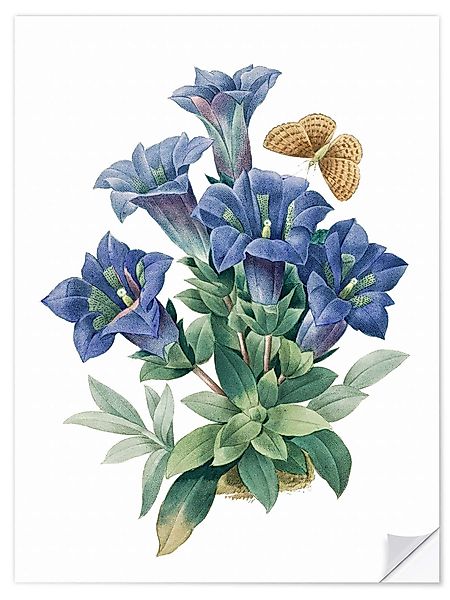 Posterlounge Wandbild Kochscher Enzian (Gentiana acaulis), günstig online kaufen