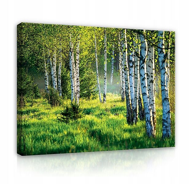 Wallarena Leinwandbild Wald Birkenwald Natur Grün günstig online kaufen