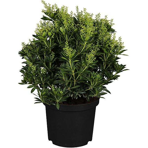 OBI Schattenglöckchen Cupido Weiß Höhe ca. 20 - 30 cm Topf ca. 2 l Pieris günstig online kaufen