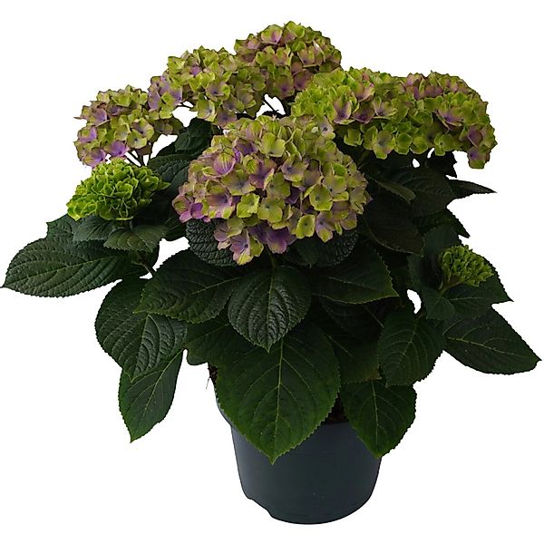 Gartenhortensie Aqua Blue Blau Höhe ca. 30 - 40 cm Topf ca. 5 l günstig online kaufen