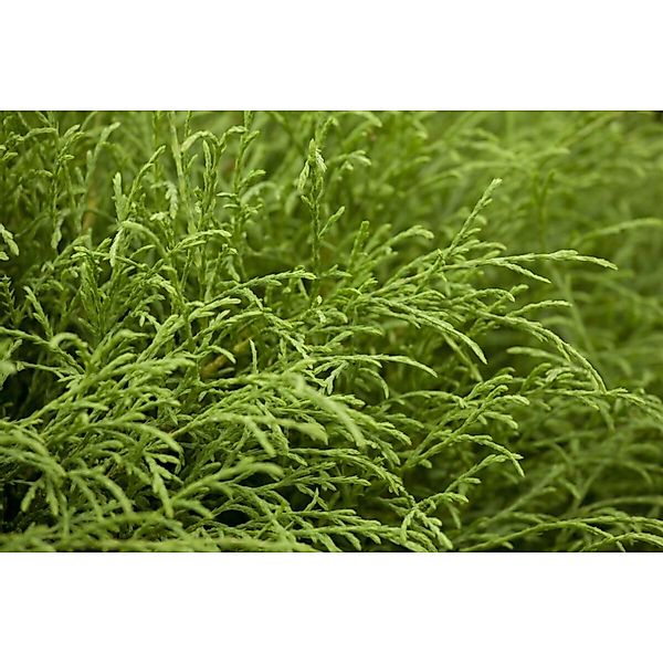 Thuja occidentalis 'Mr.Bowling Ball' 20-30 cm günstig online kaufen