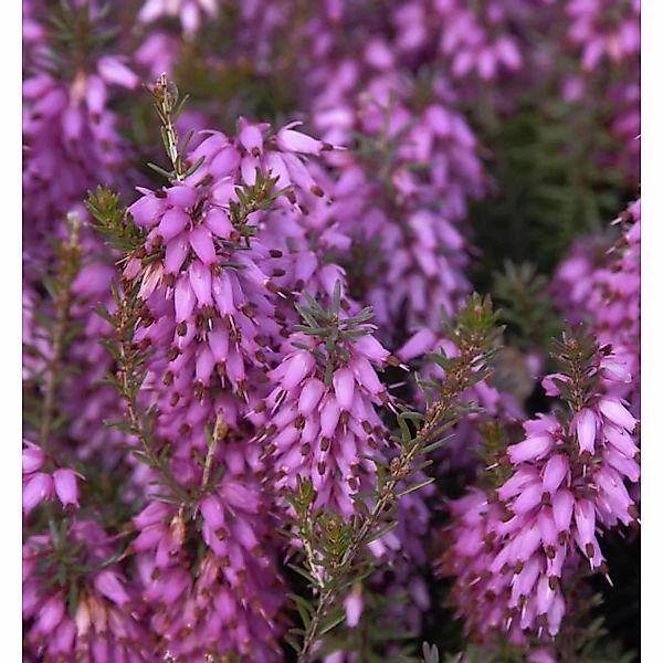 10x Winterheide Rosalie - Erica carnea günstig online kaufen